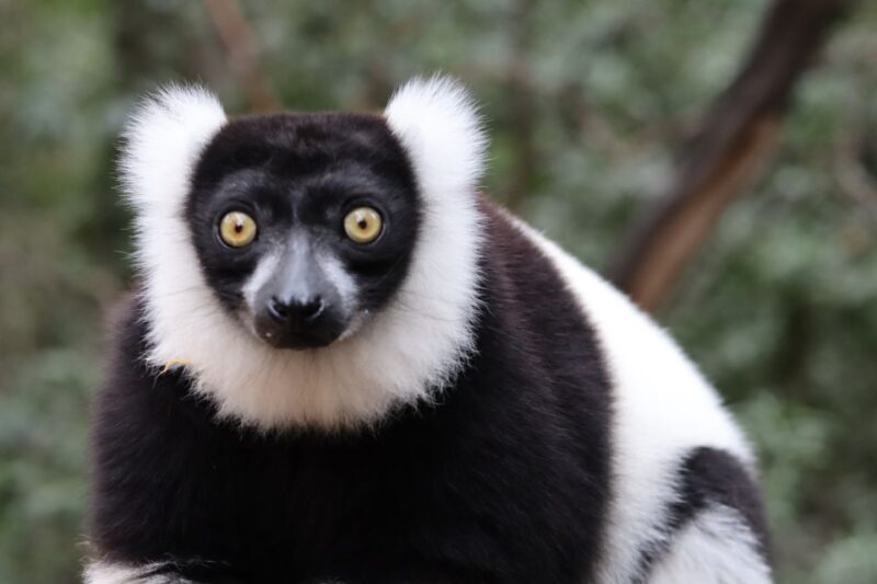 Monkeyland, Birds of Eden, Jukani - Animal Sanctuaries - Exploring the Animal Sanctuaries of Western Cape: A Detailed Review
