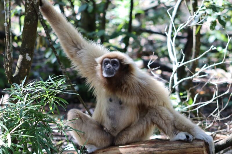 Monkeyland, Birds of Eden, Jukani - Animal Sanctuaries - How Does the Experience Deliver Value?