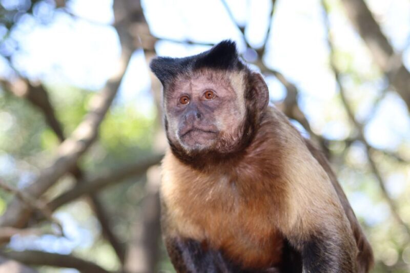 Monkeyland, Birds of Eden, Jukani - Animal Sanctuaries - What We Loved Most