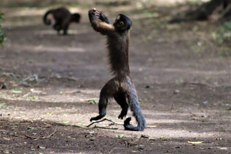 Monkeyland, Birds of Eden, Jukani - Animal Sanctuaries - Who Should Visit?