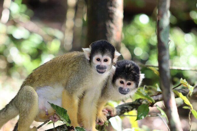 Monkeyland Guided Tour in Plettenberg Bay - FAQs