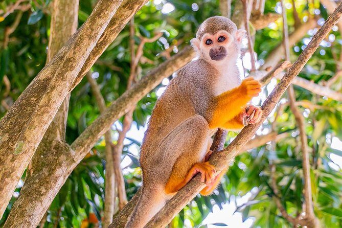 Monkeyland & Plantation Safari Full Day from Juan Dolio - Key Points