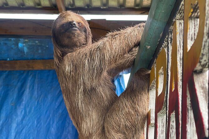 Monkeys and sloths, private tour , and beach - Whats Included and Whats Not
