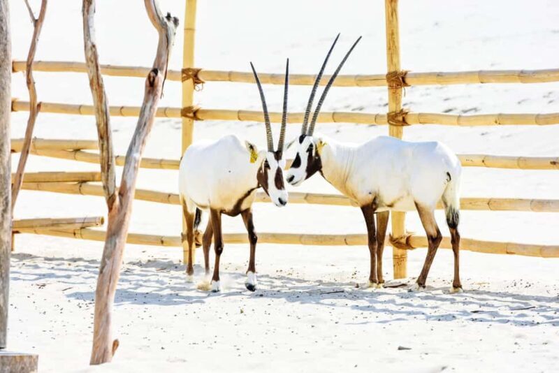 Monster Bus Desert Safari with Day Pass at Al Majles Resort - Key Points