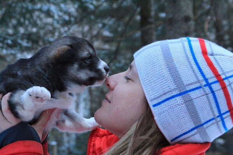 Mont-Tremblant: Dogsledding Valley Adventure - Summary