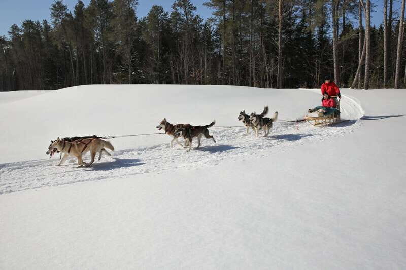 Mont-Tremblant: Guided Dogsledding Tour with Hot Chocolate - Why You Should Consider This Tour