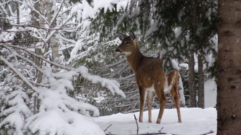 Mont-Tremblant: Guided Snowshoe Tour - Final Thoughts