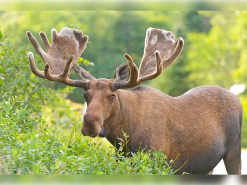 Montebello, QC: General Admission to Parc Omega - Final Thoughts