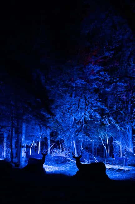 Montebello, QC: Omega Park ONIRO Immersive Experience at Night - The Experience’s Strengths and Limitations