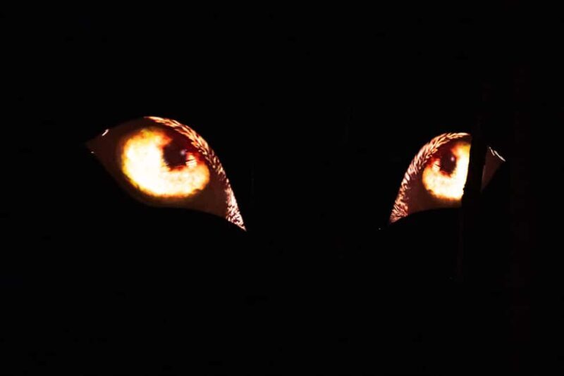 Montebello, QC: Omega Park ONIRO Immersive Experience at Night - FAQ