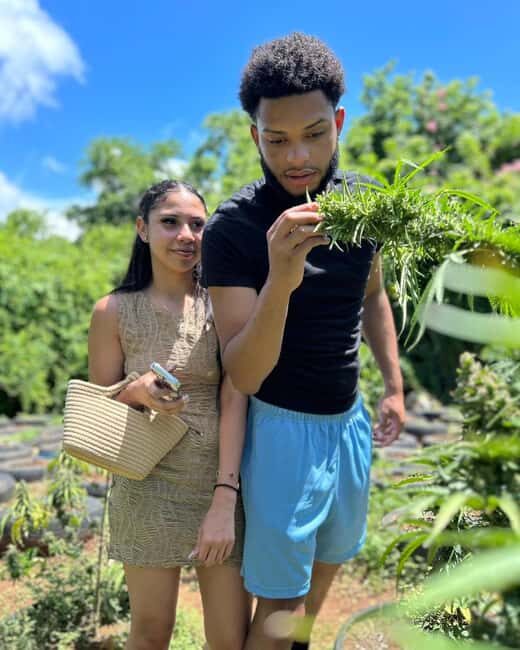 Montego Bay: Cannabis Farm, Bamboo Rafting, & Foot Massage - Montego Bay: Cannabis Farm, Bamboo Rafting, & Foot Massage — A Genuine Jamaican Experience