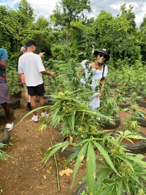 Montego Bay: Marijuana Farm and Bird Sanctuary Tour - The Sum Up