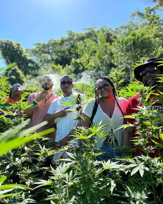Montego Bay: Marijuana Farm Private Tour with Transportation - Discovering the Marijuana Farm Tour in Montego Bay