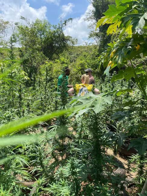 Montego Bay: Marijuana Farm Private Tour with Transportation - Frequently Asked Questions