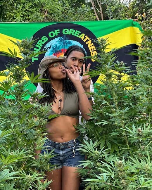 Montego Bay Marijuana Farm Tour - Key Points