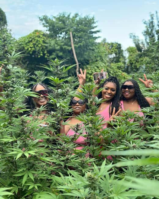 Montego Bay Marijuana Farm Tour - FAQ