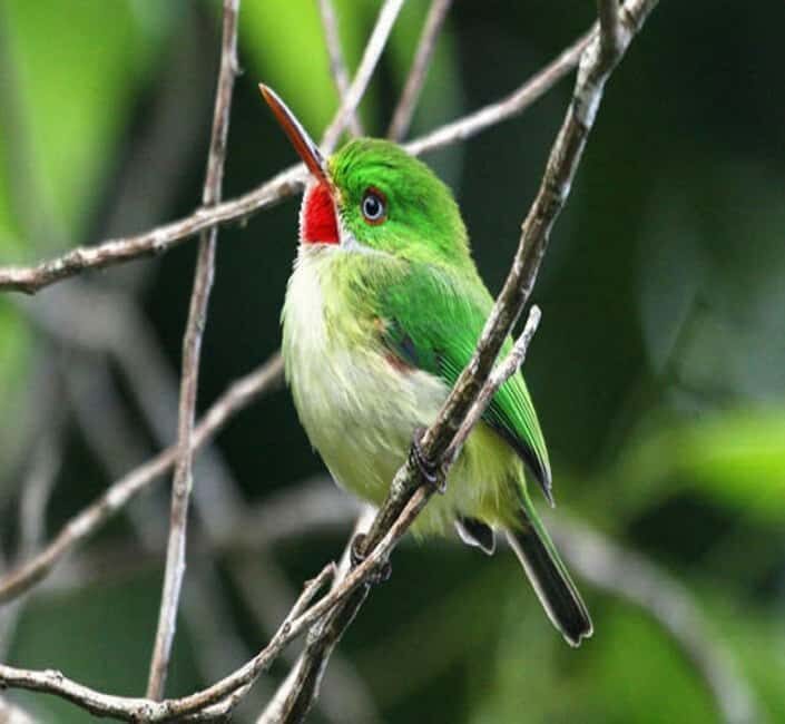 Montego Bay: Private Rocklands Bird Sanctuary Trip - Value and Costs Analysis
