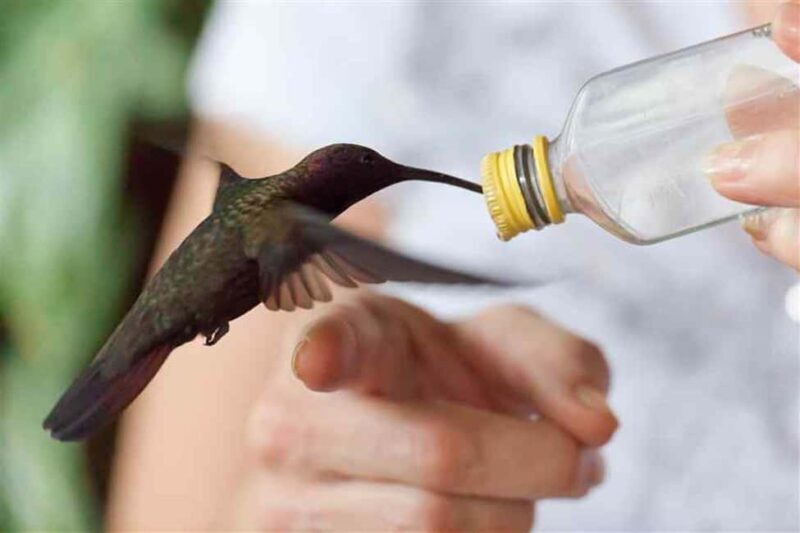 Montego Bay: Private Rocklands Bird Sanctuary Trip - Authentic Experiences and Genuine Impressions