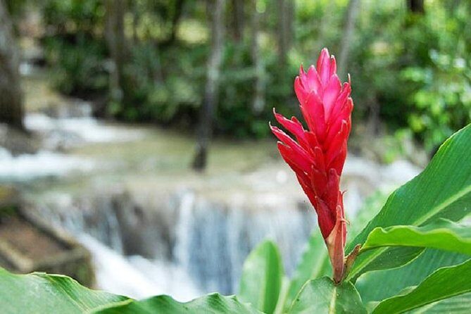Montego Bay to Dunn's River Falls Half-Day Trip - FAQ