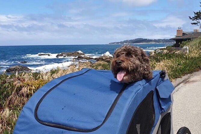 Monterey 17-Mile Drive Electric Bike Guided Tour - The Sum Up