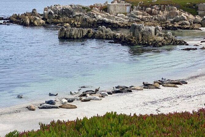 Monterey Bay Famous Dog Friendly Electric Bike and Sidecar Tour - The Experience and What It Means for You
