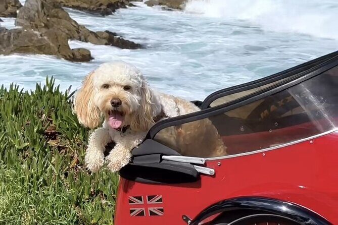 Monterey Bay Famous Dog Friendly Electric Bike and Sidecar Tour - Practical Details