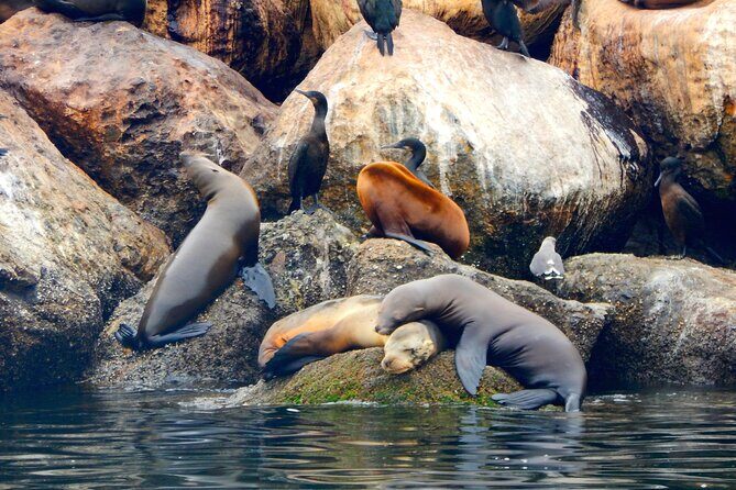Monterey Bay Full-Day Kayak Rental: Otters, Seals and Sea Lions - Who Should Consider This Experience?