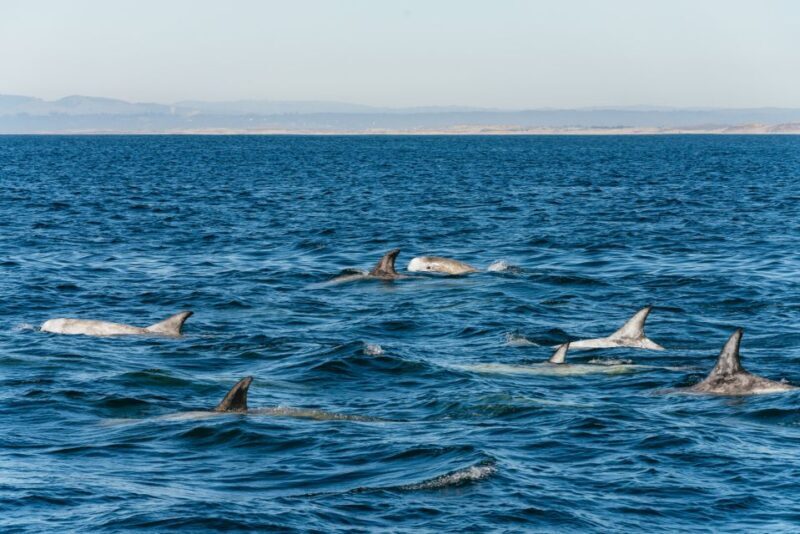 Monterey Bay: Whale Watching Tour - The Sum Up