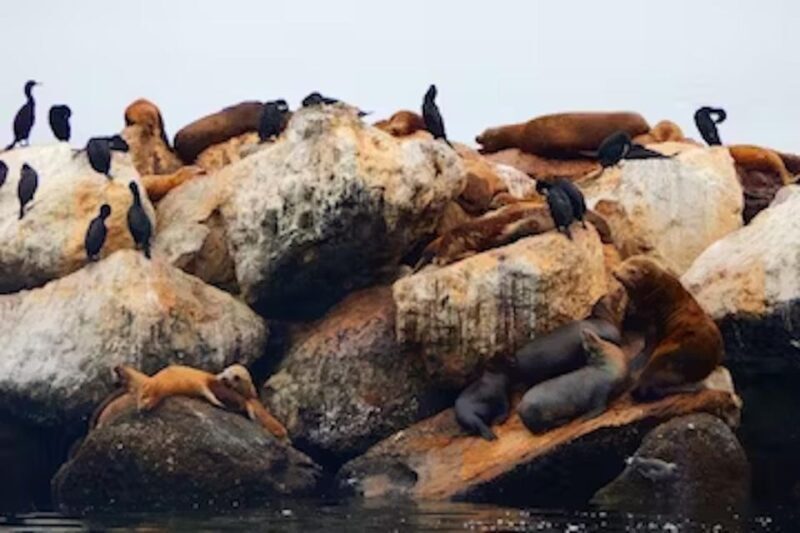 Monterey: Cannery Row Kayak Tour - An In-Depth Look at the Monterey Cannery Row Kayak Tour