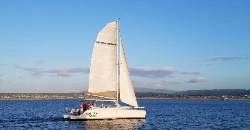 Monterey: Catamaran Sailing Cruise - Wildlife Sightings and the Importance of Timing