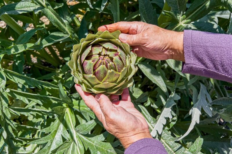 Monterey County Salinas Valley Farm Tour - A Genuine Look into California’s Agricultural Powerhouse