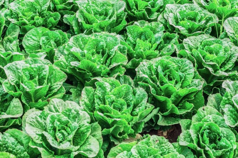 Monterey County Salinas Valley Farm Tour - What Travelers Say