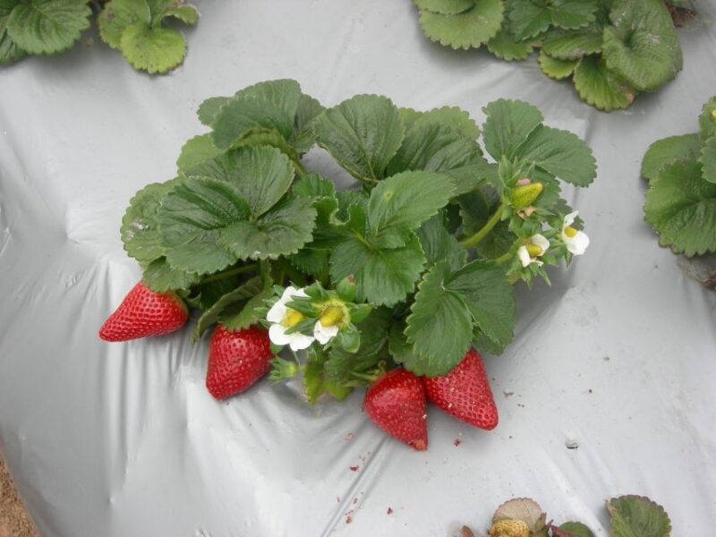 Monterey County Salinas Valley Farm Tour - Frequently Asked Questions