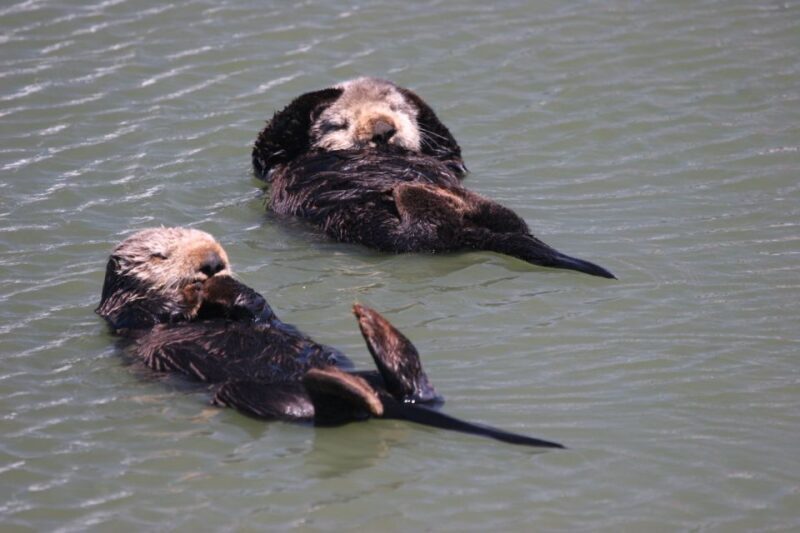 Monterey: Monterey Bay Dolphin and Whale Watching Boat Tour - Final Thoughts
