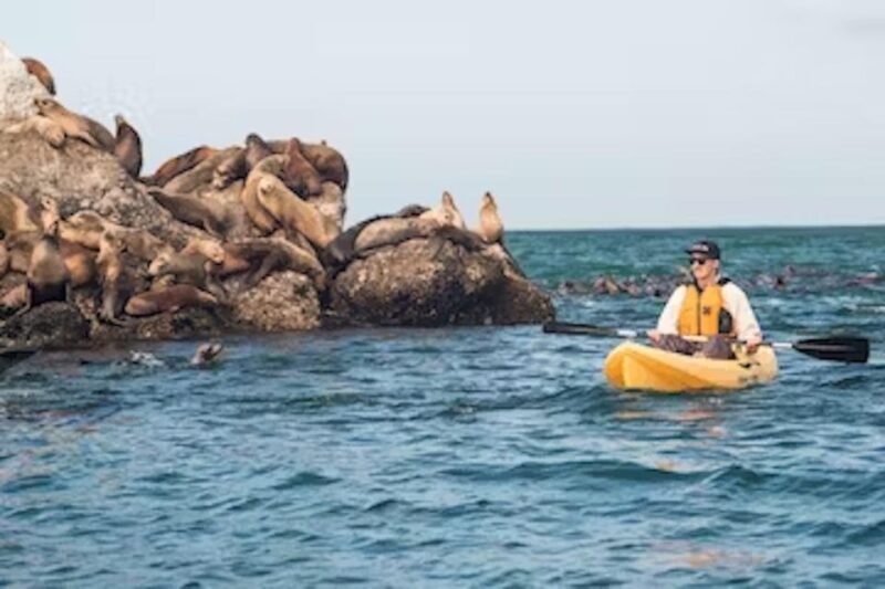 Monterey: Pebble Beach Kayak Tour - The Value of the Experience