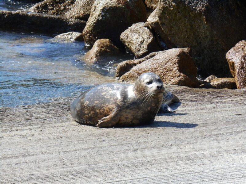Monterey Peninsula Sightseeing Tour including 17 Mile Drive - Who Will Love This Tour?