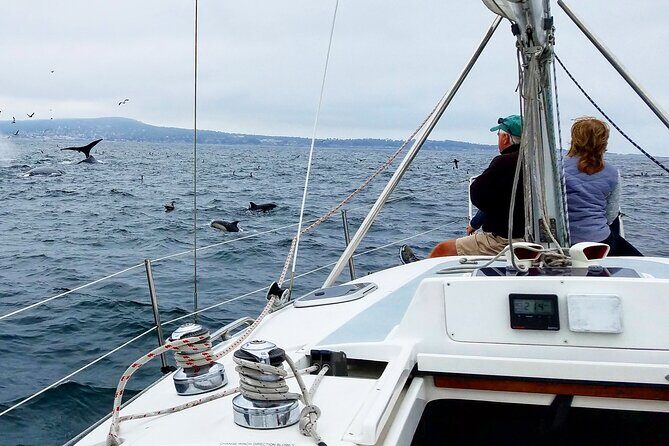 Monterey Private 3 - 4 Hour Whale Watching Cruise - What to Expect from the Tour
