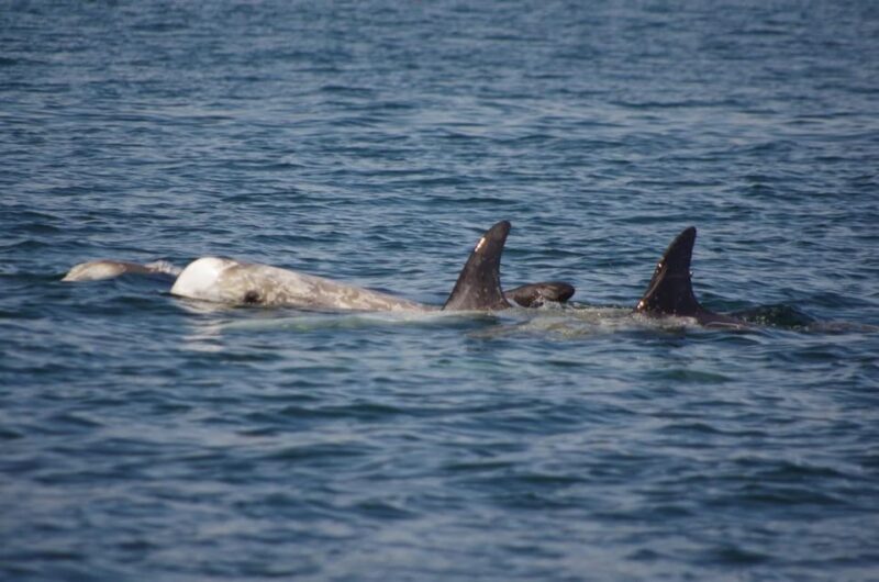 Monterey: Private Whale Watching/Sailing Tour for 6 - The Sum Up