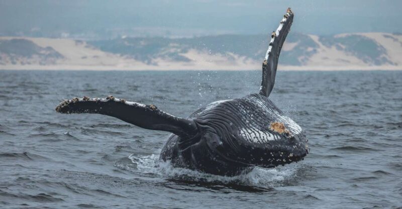 Monterey: Sunset Whale Watching Cruise with A Guide - Key Points