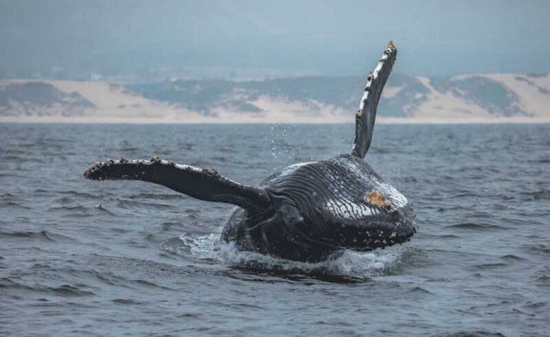Monterey: Sunset Whale Watching Cruise with A Guide - The Itinerary and What You Can Expect