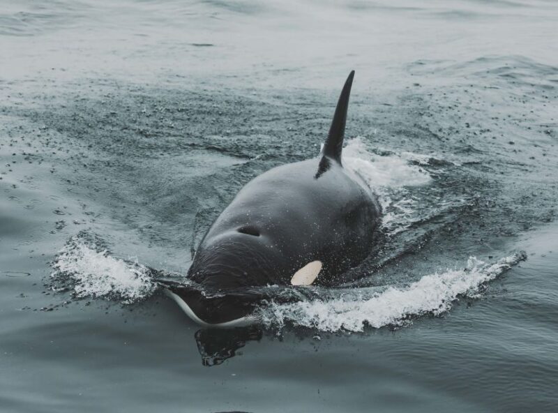 Monterey: Sunset Whale Watching Cruise with A Guide - The Pros and Cons