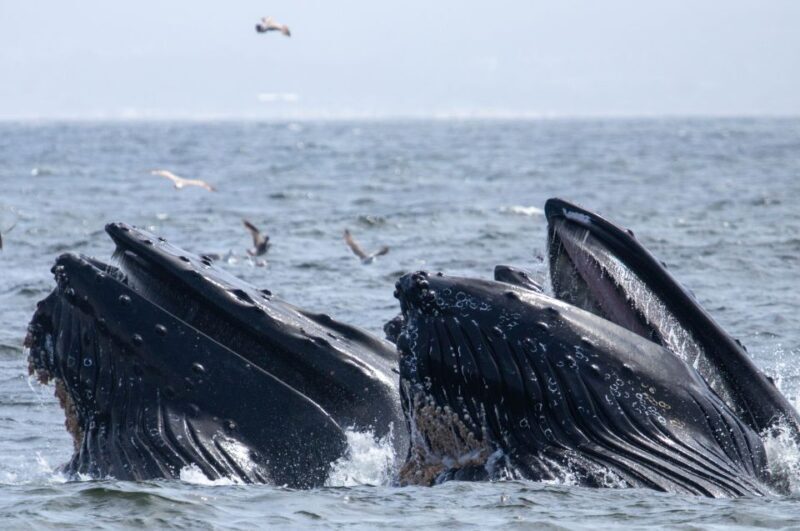 Monterey: Sunset Whale Watching Cruise with A Guide - Final Thoughts