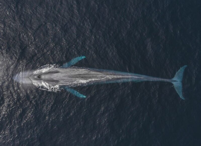 Monterey: Sunset Whale Watching Cruise with A Guide - FAQs