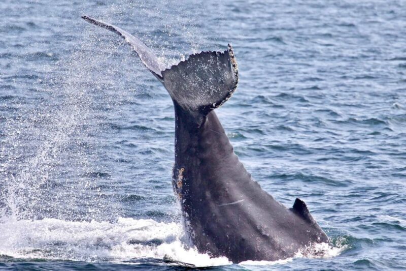 Monterey: Whale Watching Cruise - Pricing and Value