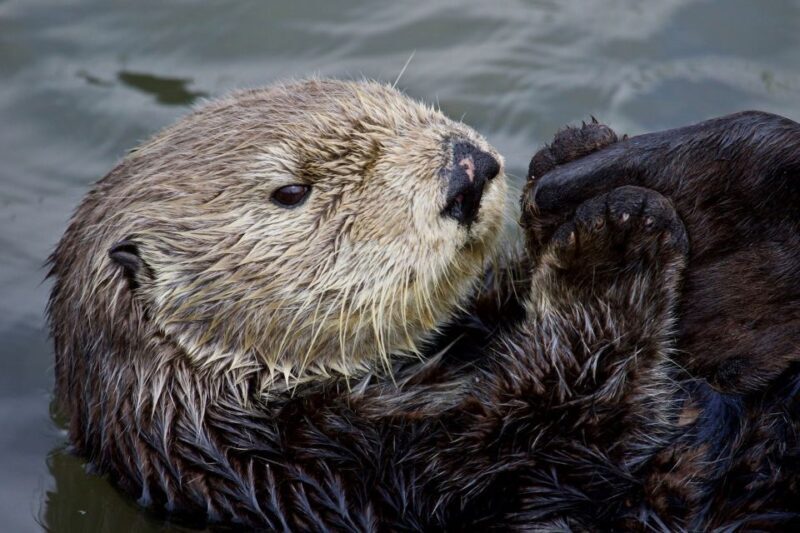 Monterey: Whale Watching Cruise - What Travelers Say