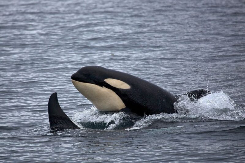 Monterey: Whale Watching Cruise - Who Is This Tour Best Suited For?
