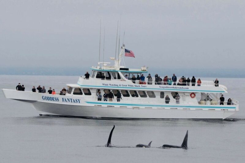 Monterey: Whale Watching Cruise - Final Thoughts