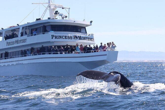 Monterey Whale Watching Tour - An In-Depth Look at the Monterey Whale Watching Experience