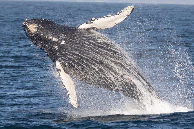 Monterey Whale Watching Tour - The Sum Up: Is This the Experience for You?