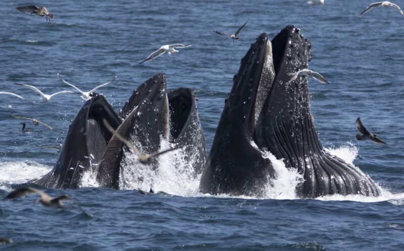 Monterey: Whale Watching Tour with A Marine Guide - Why Choose This Whale Watching Tour?